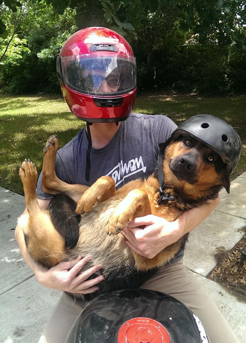 La vida secreta de las mascotas mientras estás fuera por un tiempo