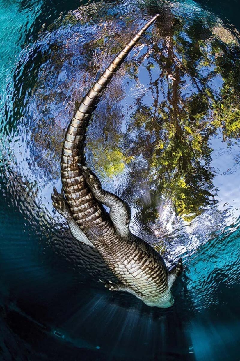 las 12 mejores fotos submarinas del concurso "A través de tu lente" las 12 mejores fotos submarinas del concurso "A través de tu lente"