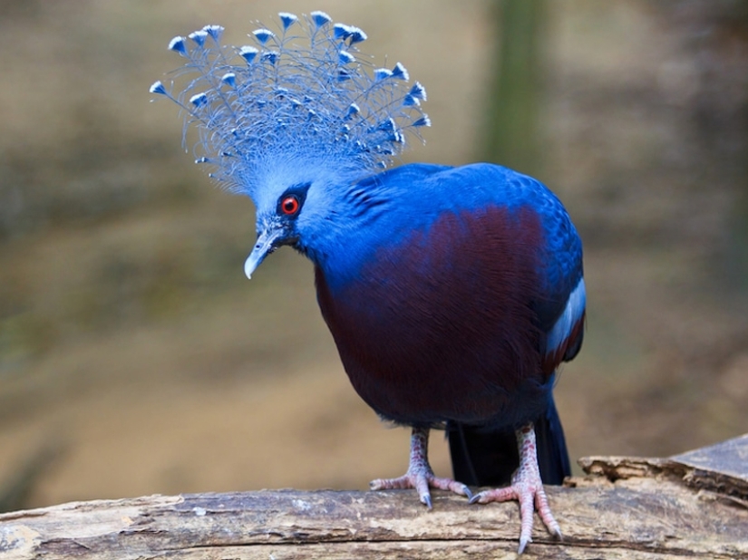 ¡Las 15 aves más hermosas, cuya vista te deja sin aliento!