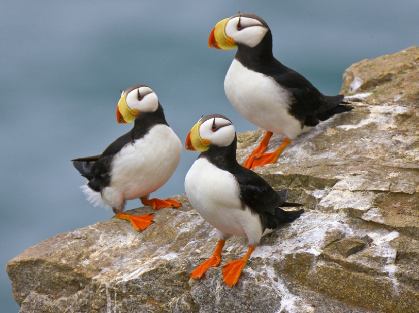 ¡Las 15 aves más hermosas, cuya vista te deja sin aliento!