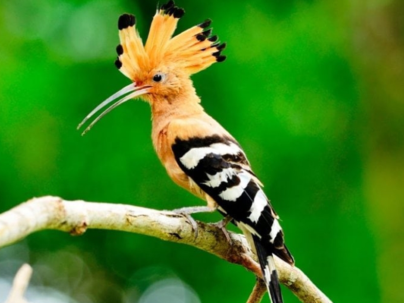 ¡Las 15 aves más hermosas, cuya vista te deja sin aliento!