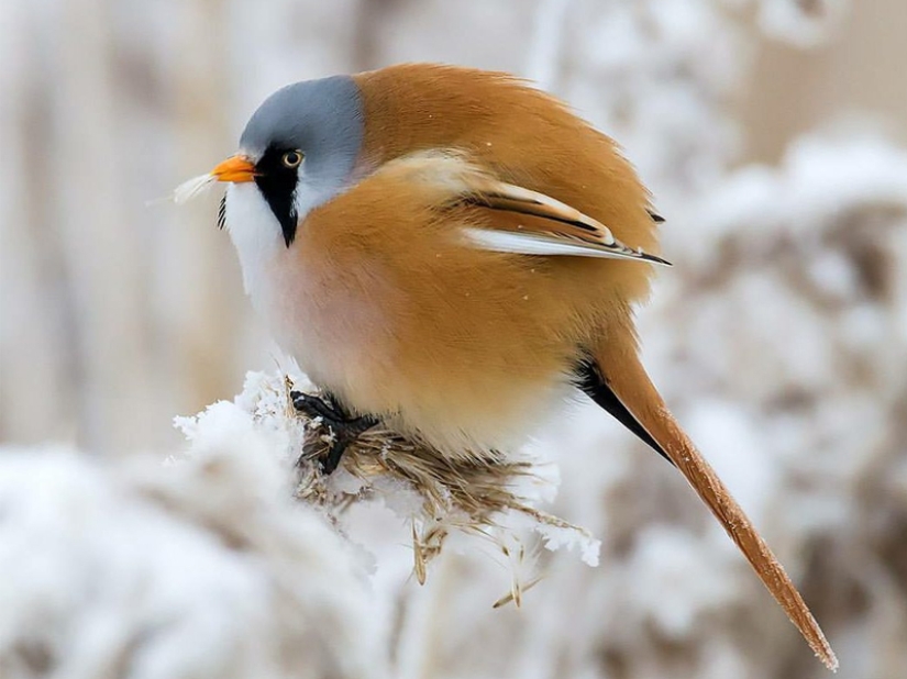¡Las 15 aves más hermosas, cuya vista te deja sin aliento!