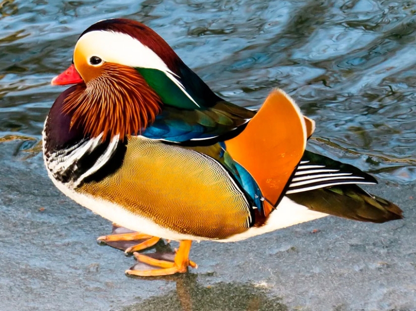 ¡Las 15 aves más hermosas, cuya vista te deja sin aliento!