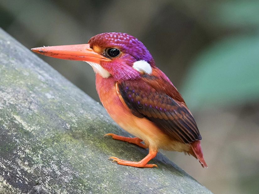 ¡Las 15 aves más hermosas, cuya vista te deja sin aliento!