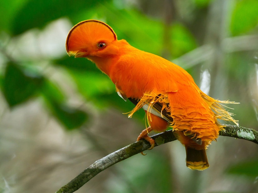 ¡Las 15 aves más hermosas, cuya vista te deja sin aliento!