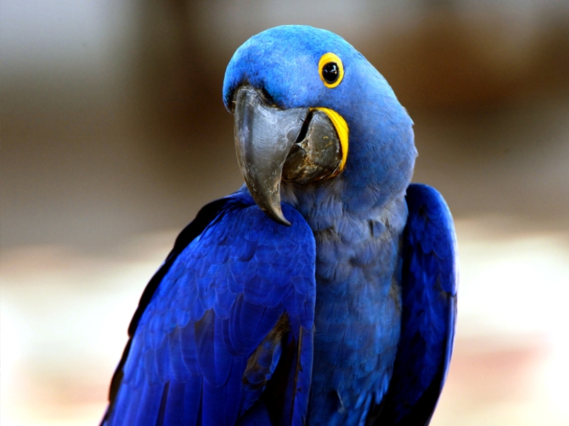 ¡Las 15 aves más hermosas, cuya vista te deja sin aliento!