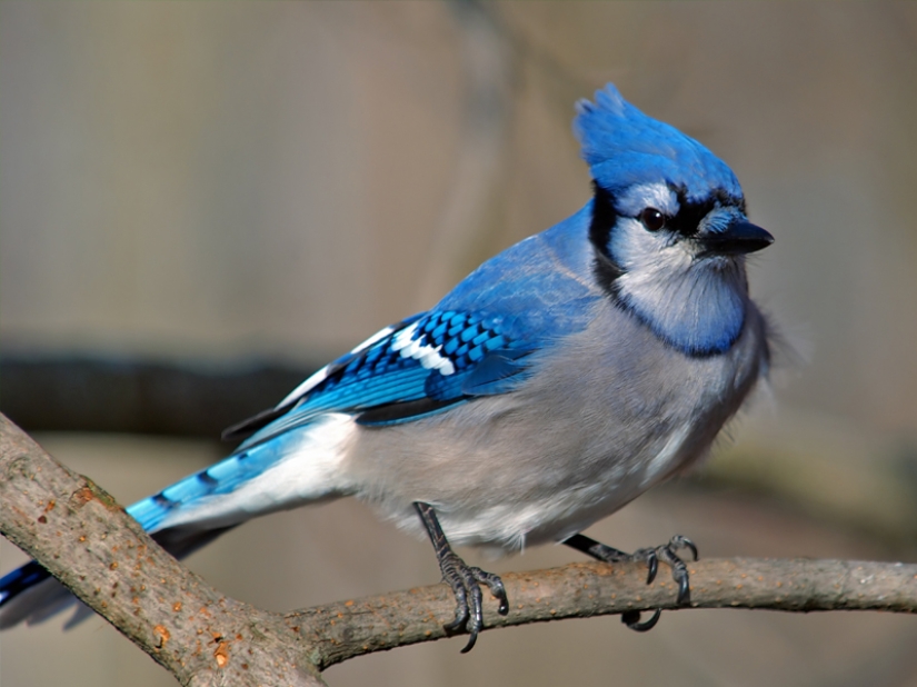 ¡Las 15 aves más hermosas, cuya vista te deja sin aliento!