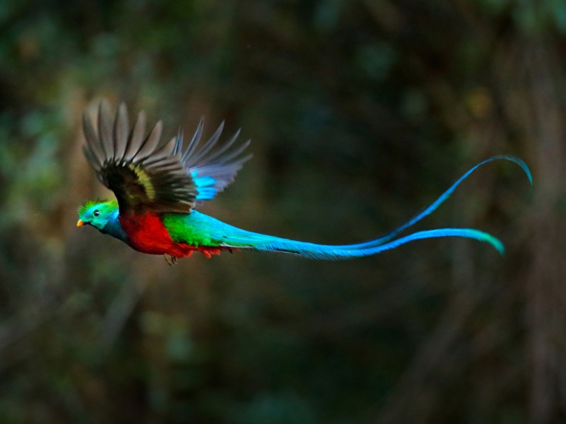 ¡Las 15 aves más hermosas, cuya vista te deja sin aliento!