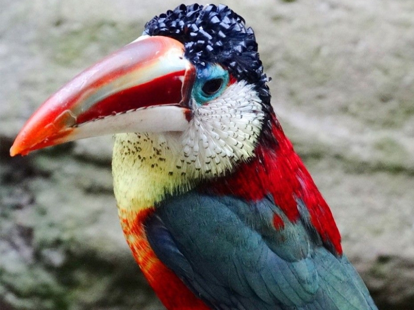 ¡Las 15 aves más hermosas, cuya vista te deja sin aliento!