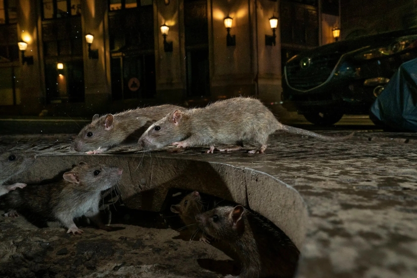 las 15 imágenes más impresionantes del concurso "Mejor Fotógrafo de Vida Silvestre 2019"