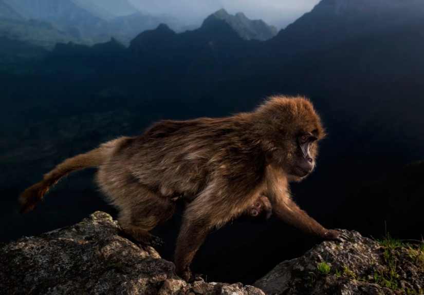 las 15 imágenes más impresionantes del concurso "Mejor Fotógrafo de Vida Silvestre 2019"