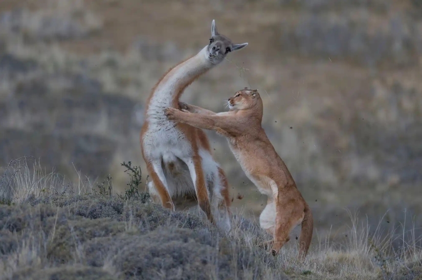 las 15 imágenes más impresionantes del concurso "Mejor Fotógrafo de Vida Silvestre 2019"