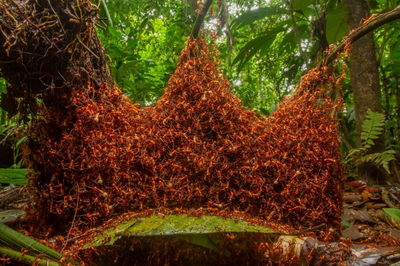 las 15 imágenes más impresionantes del concurso "Mejor Fotógrafo de Vida Silvestre 2019"