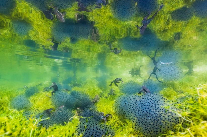 las 15 imágenes más impresionantes del concurso "Mejor Fotógrafo de Vida Silvestre 2019"