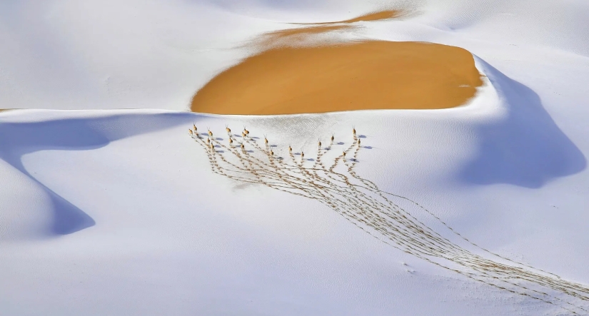 las 15 imágenes más impresionantes del concurso "Mejor Fotógrafo de Vida Silvestre 2019"