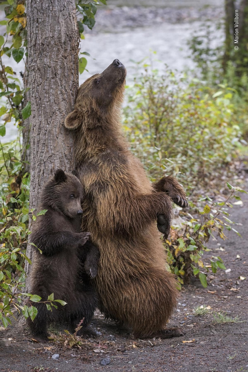 Las 25 Mejores Tomas de Vida Silvestre de 2019