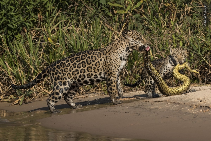 Las 25 Mejores Tomas de Vida Silvestre de 2019