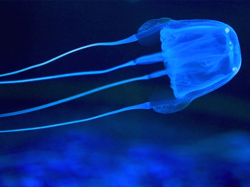 Las 7 medusas más peligrosas del mundo submarino