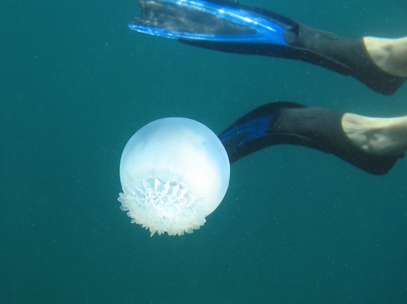 Las 7 medusas más peligrosas del mundo submarino