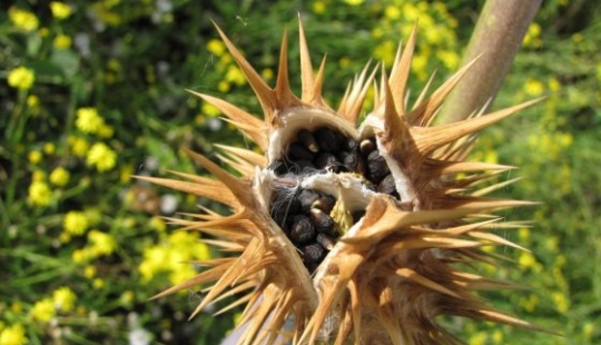 Las 9 plantas más peligrosas del mundo