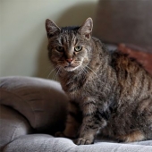 Las 9 vidas vividas: el gato más viejo del planeta murió a los 32 años