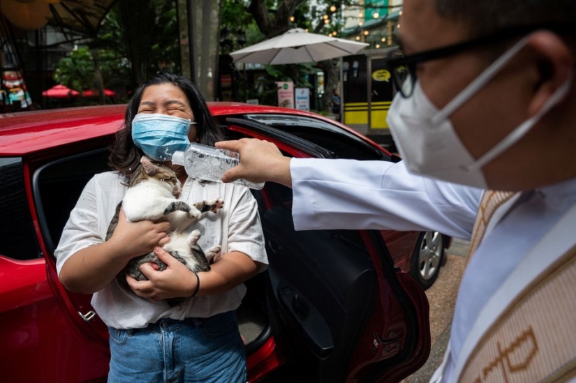 Las bodas de mascotas destacan la ceremonia de bendición de los animales en Filipinas Las bodas de mascotas destacan la ceremonia de bendición de los animales en Filipinas
