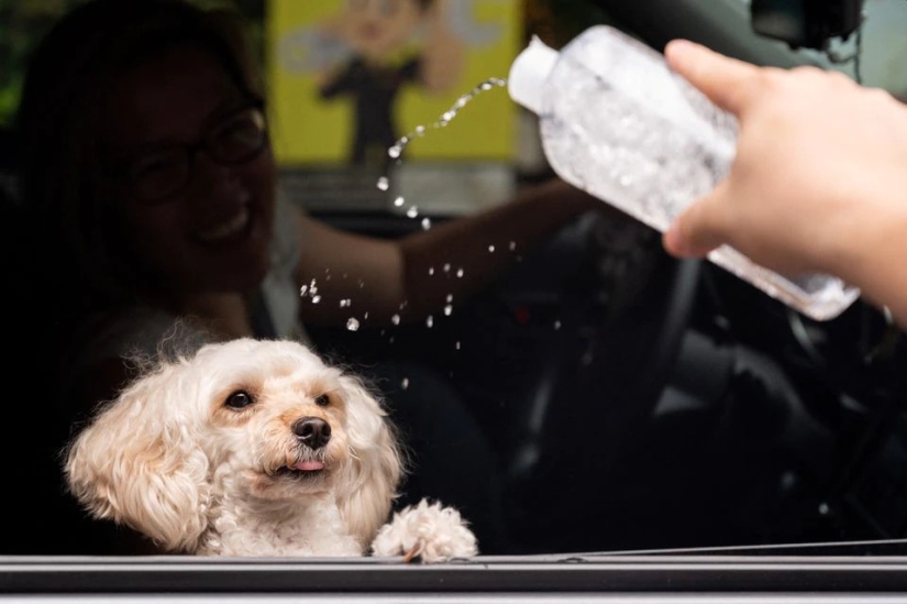 Las bodas de mascotas destacan la ceremonia de bendición de los animales en Filipinas Las bodas de mascotas destacan la ceremonia de bendición de los animales en Filipinas