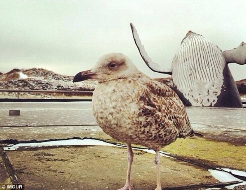 Las bombas fotográficas más divertidas en fotos de vacaciones