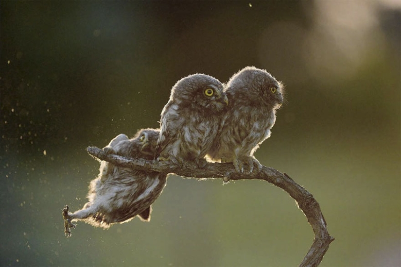 Las fotos más divertidas de los Comedy Wildlife Photography Awards 2017