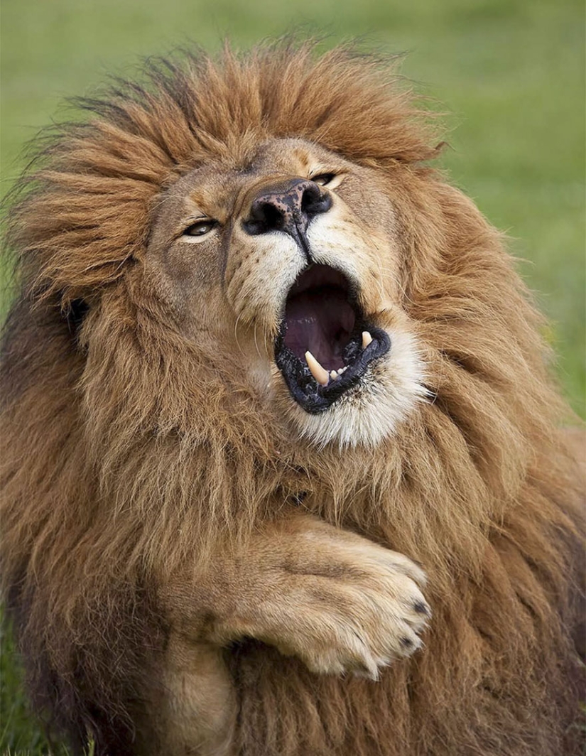 Las fotos más divertidas de los Comedy Wildlife Photography Awards 2017