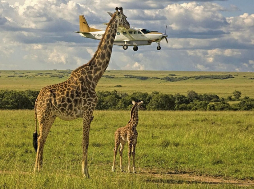 Las fotos más divertidas de los Comedy Wildlife Photography Awards 2017