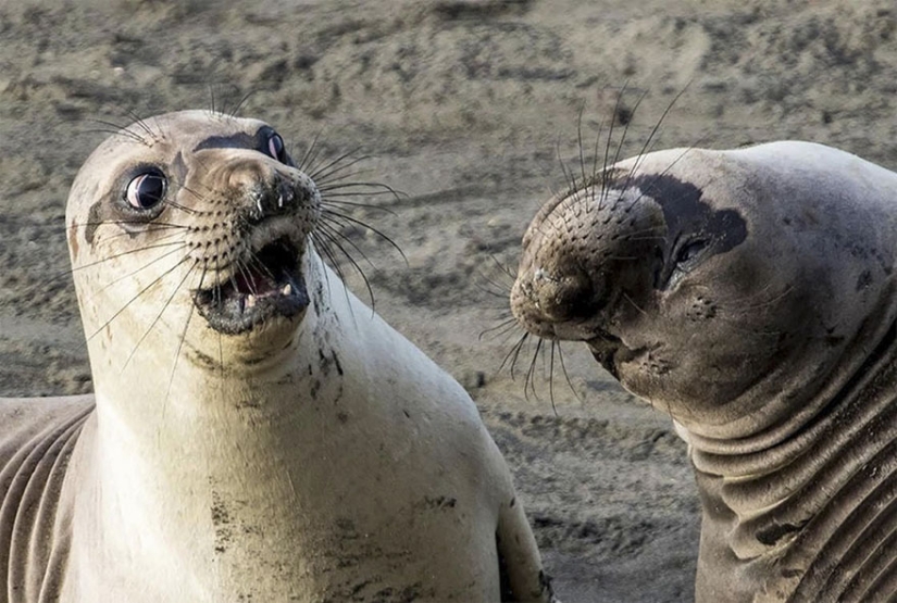 Las fotos más divertidas de los Comedy Wildlife Photography Awards 2017