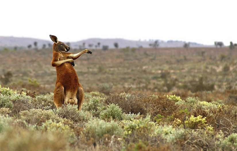 Las fotos más divertidas de los Comedy Wildlife Photography Awards 2017