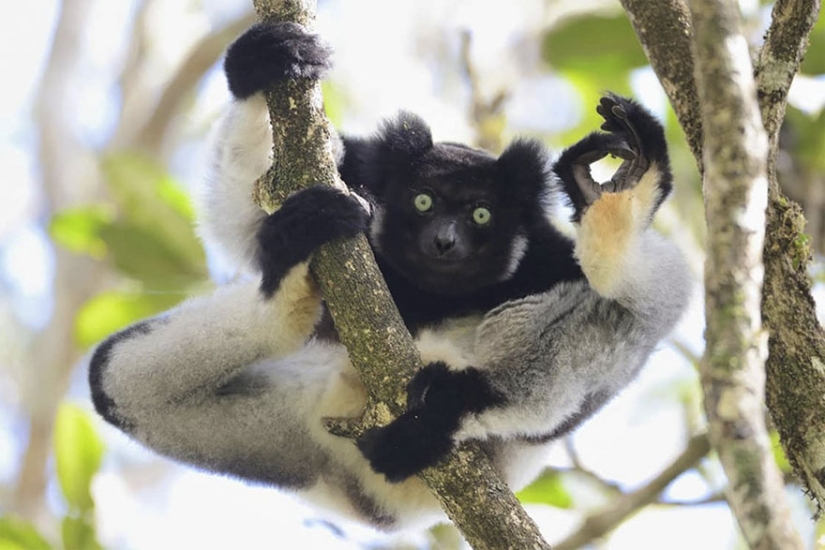 Las fotos más divertidas de los Comedy Wildlife Photography Awards 2017