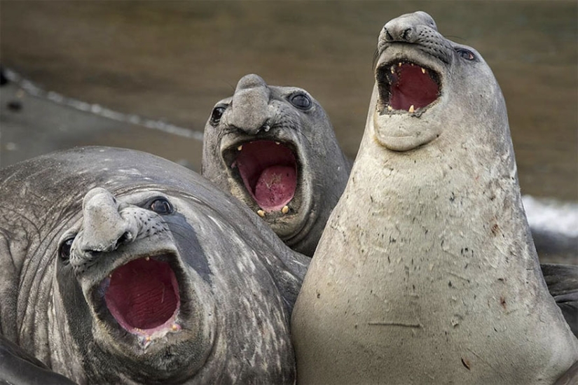 Las fotos más divertidas de los Comedy Wildlife Photography Awards 2017