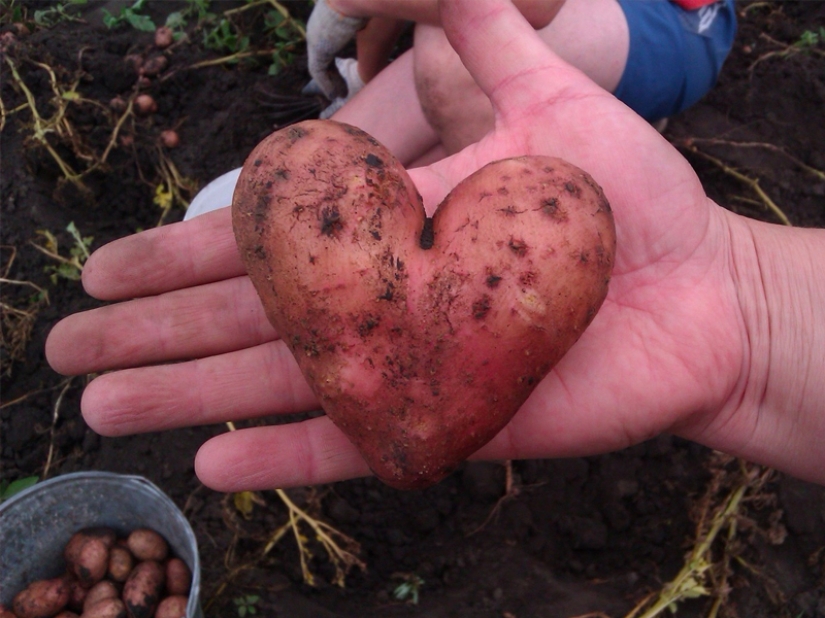 Las frutas y verduras más extrañas que se encuentran en el jardín.