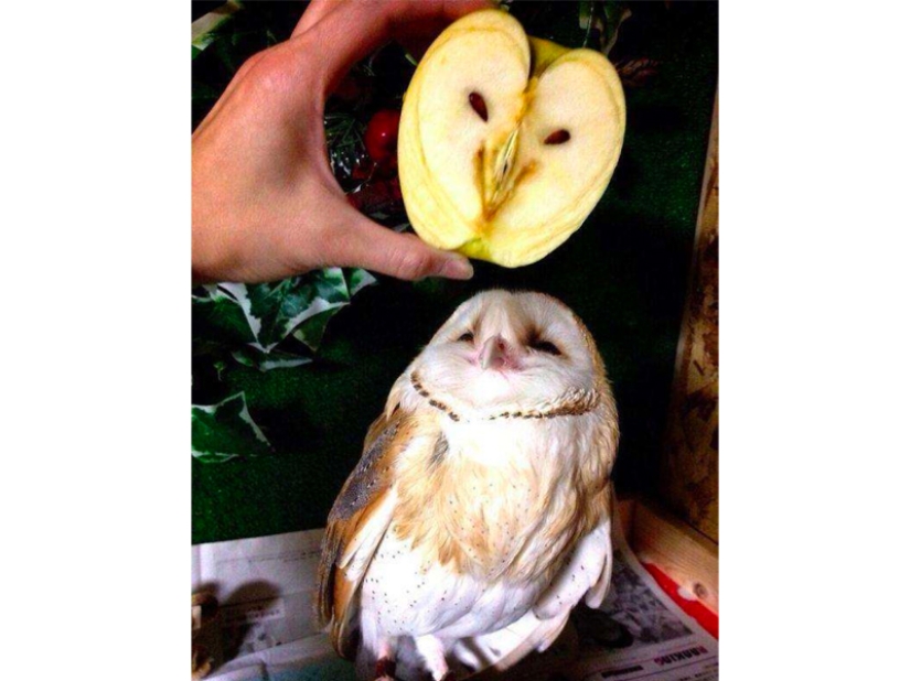 Las frutas y verduras más extrañas que se encuentran en el jardín.