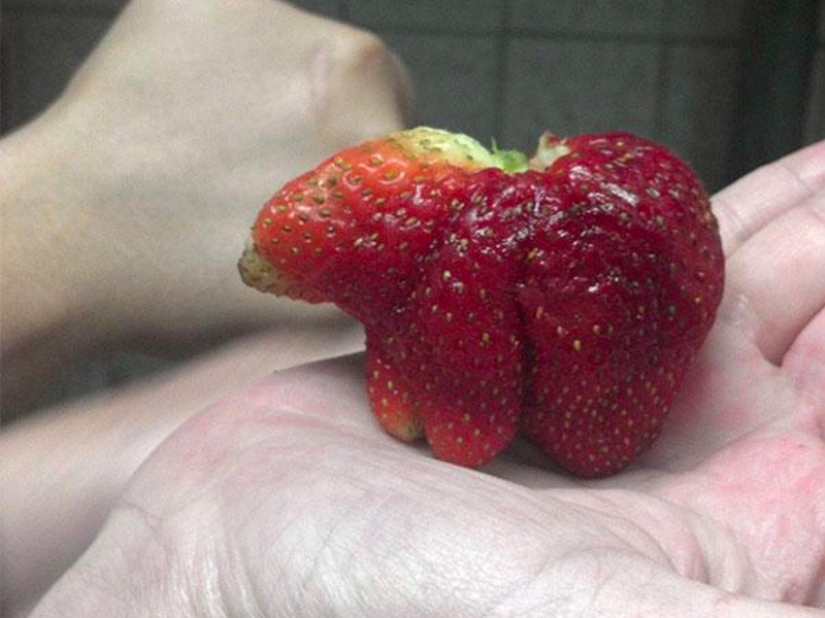 Las frutas y verduras más extrañas que se encuentran en el jardín.