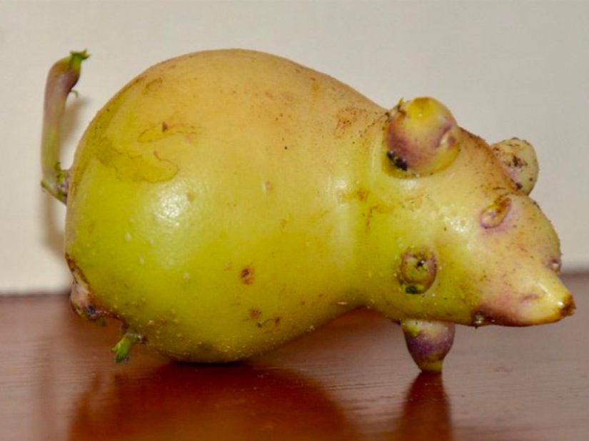 Las frutas y verduras más extrañas que se encuentran en el jardín.