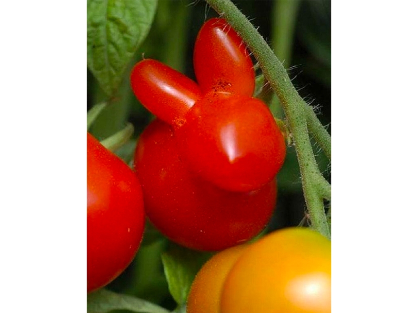 Las frutas y verduras más extrañas que se encuentran en el jardín.