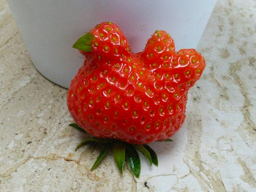 Las frutas y verduras más extrañas que se encuentran en el jardín.