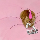 Las increíbles aventuras de un gato rojo