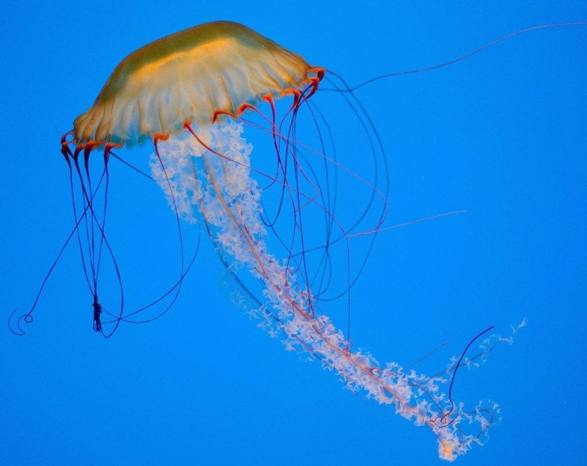 Las medusas más hermosas y brillantes