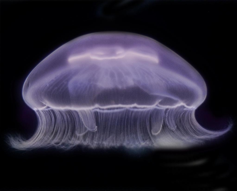 Las medusas más hermosas y brillantes