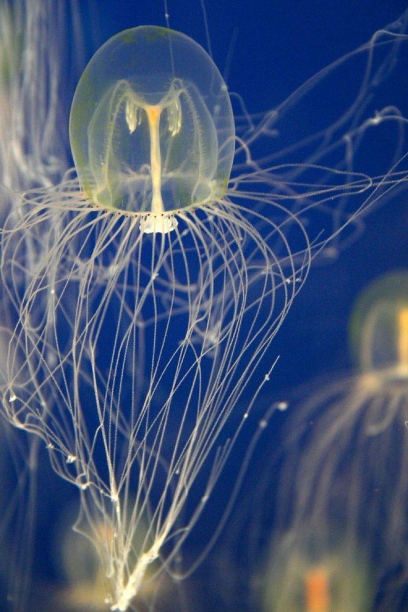 Las medusas más hermosas y brillantes