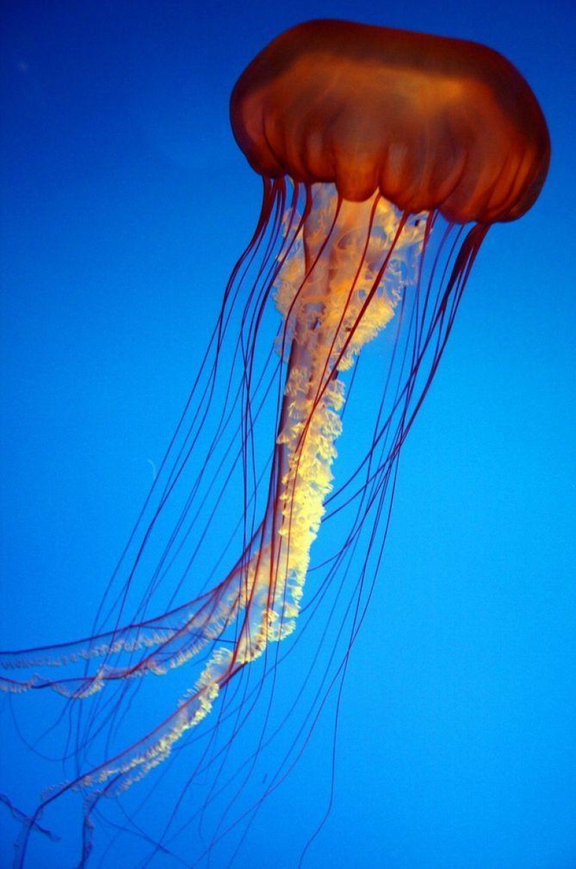 Las medusas más hermosas y brillantes