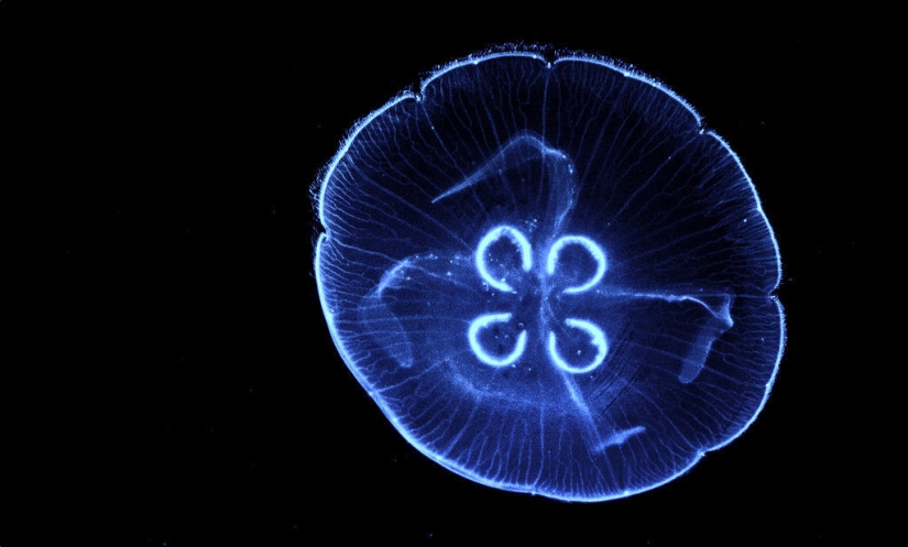Las medusas más hermosas y brillantes