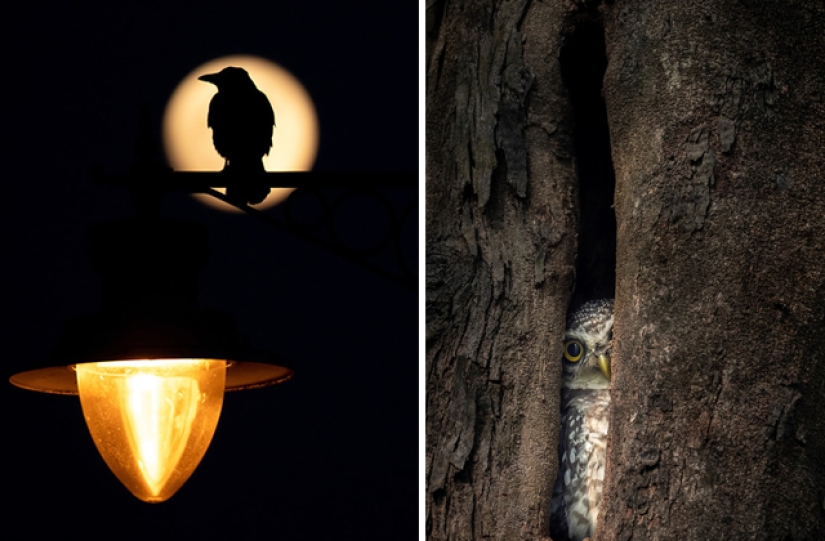 Las mejores fotos de aves del concurso Fotógrafo de Aves del Año