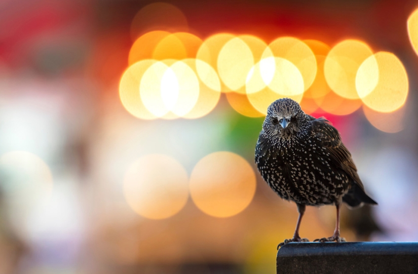 Las mejores fotos de aves del concurso Fotógrafo de Aves del Año