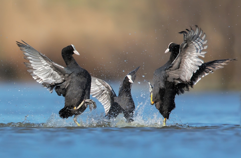 Las mejores fotos de aves del concurso Fotógrafo de Aves del Año